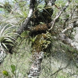 Epidendrum porpax