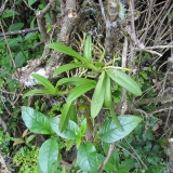Telipogon sp.