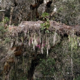 Dendrobuim sp.