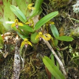 Maxillaria notylioglossa