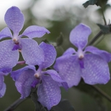 vanda-coerulea2